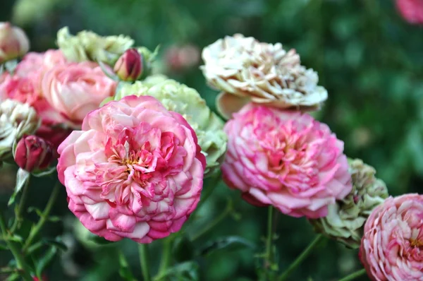 Röda och gröna rosor — Stockfoto