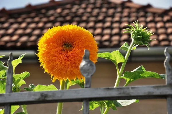 太陽の花 — ストック写真