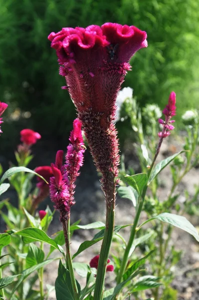 ピンクの花 — ストック写真