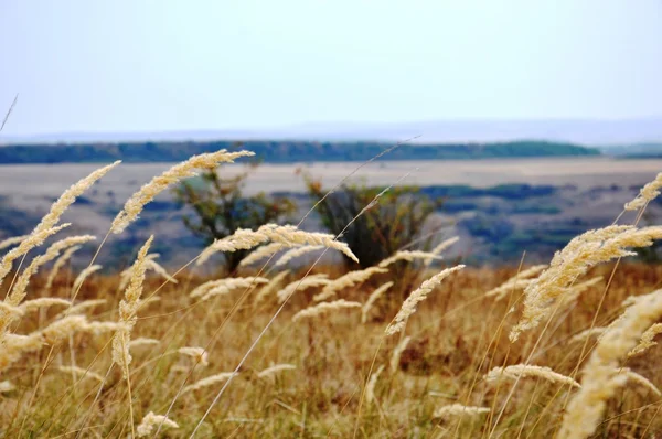 Resimleme — Stok fotoğraf