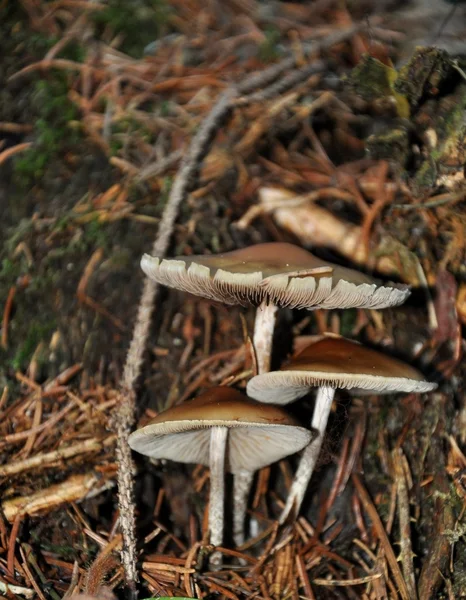 Cogumelos — Fotografia de Stock