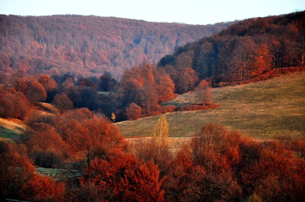 Farbenfroher Herbstwald — Stockfoto