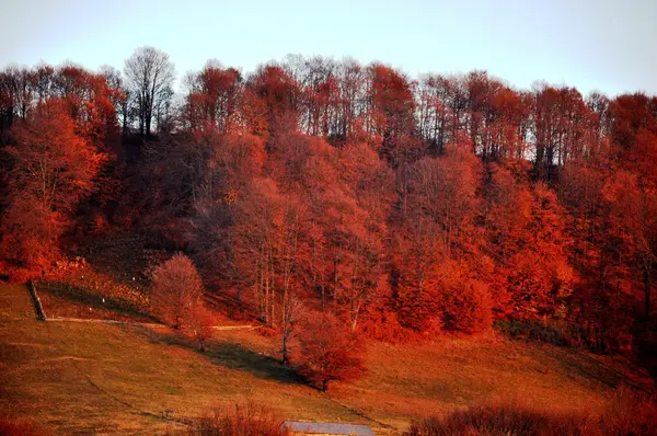Кольорові осінній ліс — стокове фото