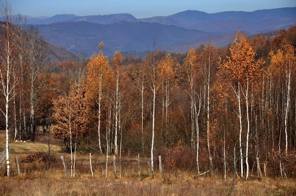 Кольорові осінній ліс — стокове фото