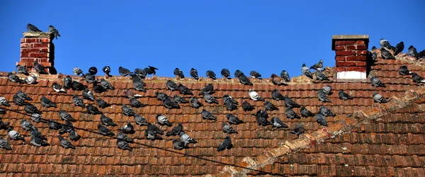 Vogels zittend op het dak — Stockfoto