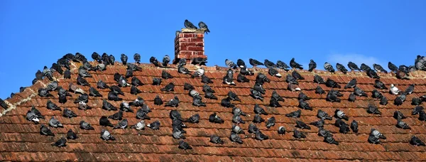 Pájaros sentados en el techo — Foto de Stock