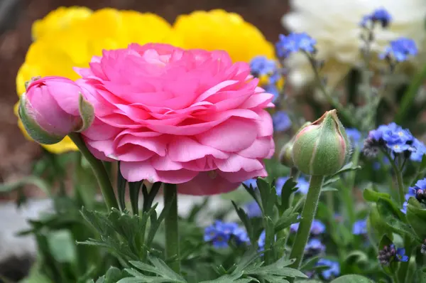 藤色の花 — ストック写真