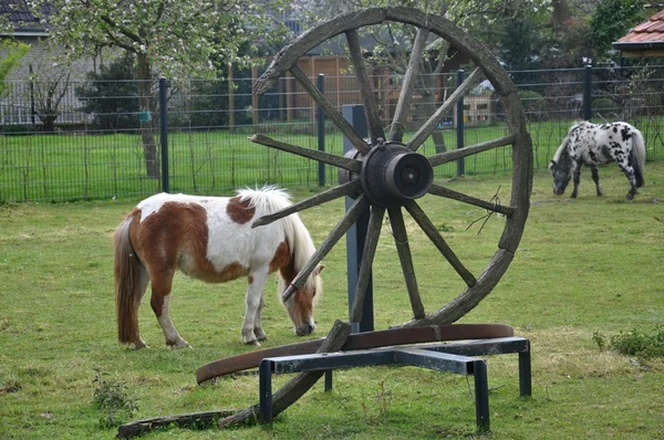 Caballos — Foto de Stock