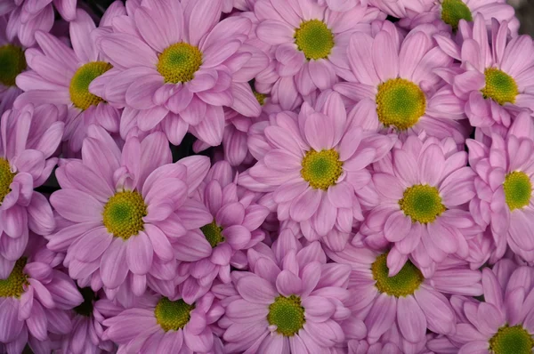 紫红色的花 — 图库照片
