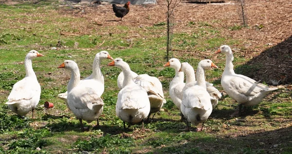 Goose group — Stock Photo, Image