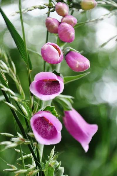 藤色の花 — ストック写真