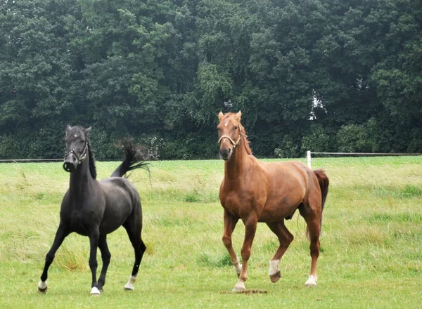 말들 스톡 사진