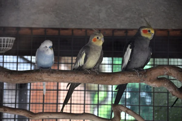 Aves exóticas — Fotografia de Stock