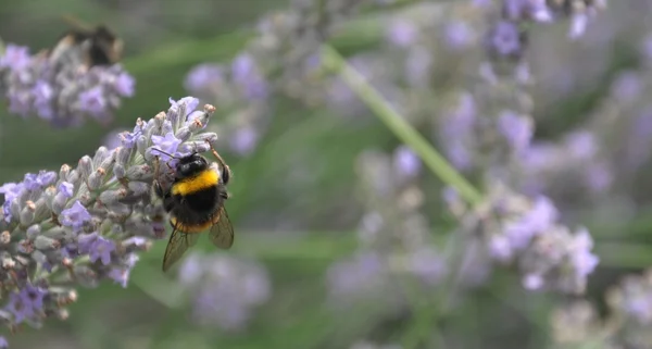 薰衣草和蜜蜂 — 图库照片