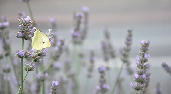 Lavanda e farfalla — Foto Stock