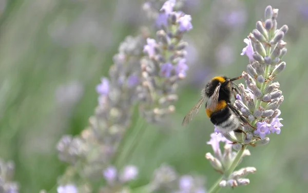 Lavander a včela — Stock fotografie