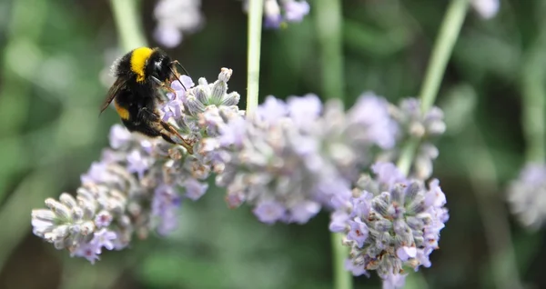 Lavander a včela — Stock fotografie