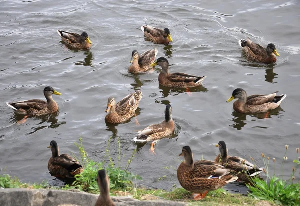 Patos en el río — Foto de Stock
