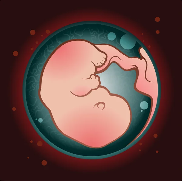 Fetus in Early Development — Stock Vector