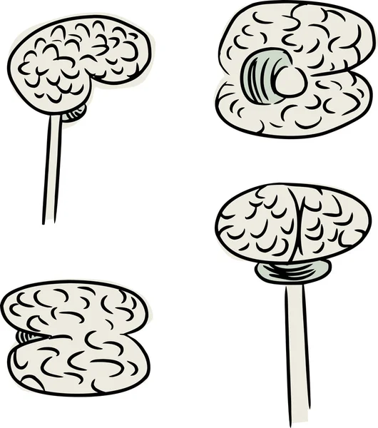 Human Brain Doodle — Stock Vector