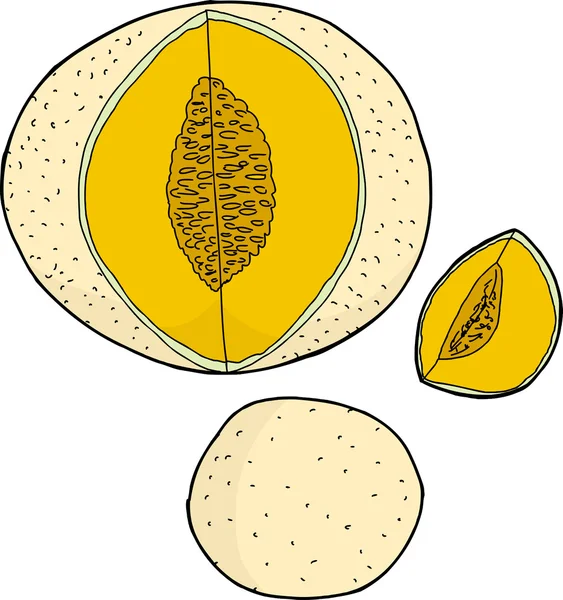 孤立的哈密瓜 — 图库矢量图片