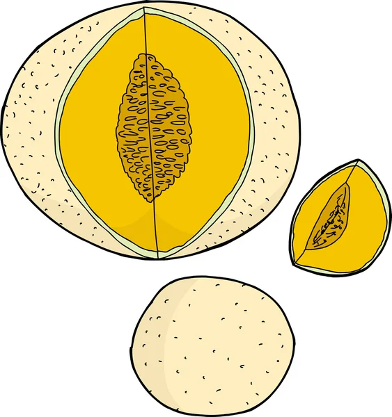 Ancantaloupe terisolasi - Stok Vektor