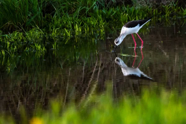 Bir bahar günü nehirde yemek yiyen siyah kanatlı bir stilt (Himantopus himantopus).