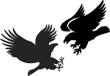 Kel Kartallarla Savaşan Kel Kartallar çok saldırgandır.