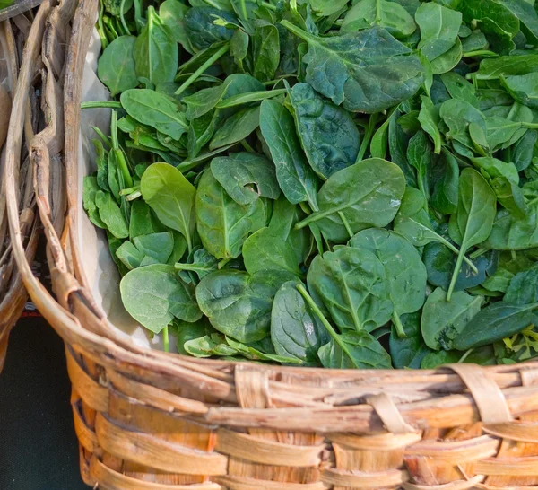 Espinacas ecológicas — Foto de Stock