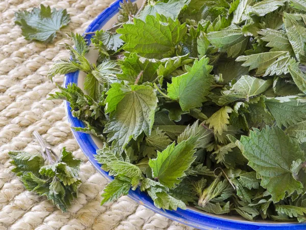 Freshly cut nettles in a bowl. — Stock Photo, Image