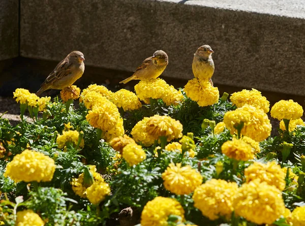 Three Sparrows Perched Yellow Carnations Urban Garden — Stock Photo, Image