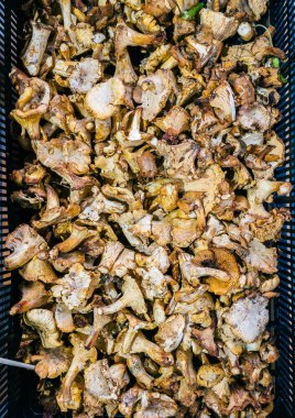 Chanterelle mantarı (Cantharellus cibarius), Girolle olarak da bilinir..