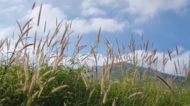 Dağ ve mavi gökyüzü olan yeşil çimenler. Doğanın sahne arkası görüntüleri. Yavaş çekim videosu.