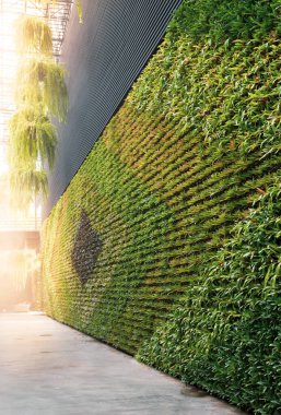 Yeşil duvar dikey bahçe dostu yeşil doğa çevre dostu tasarım manzarası