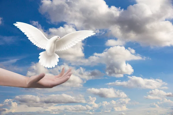 Hand Holding White Dove Flying Sky Rendering Image — стоковое фото