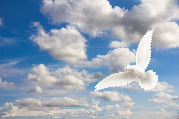 White Dove Flying Sky Rendering Image Stock Photo