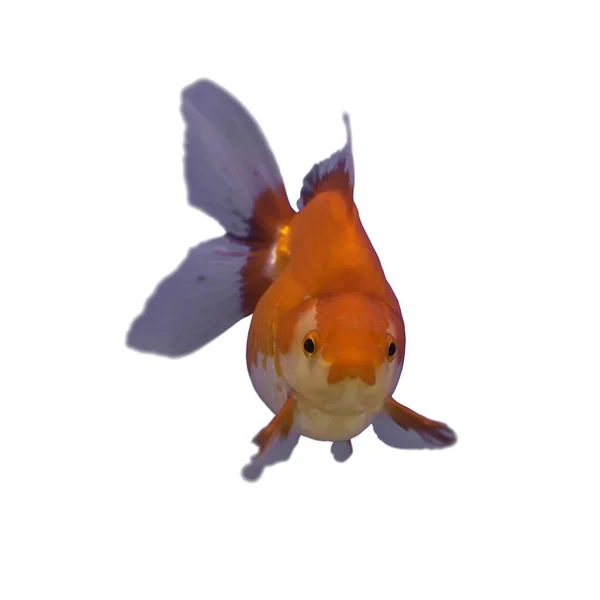 Goldfish Red Ryukin Isolated White Background — 스톡 사진