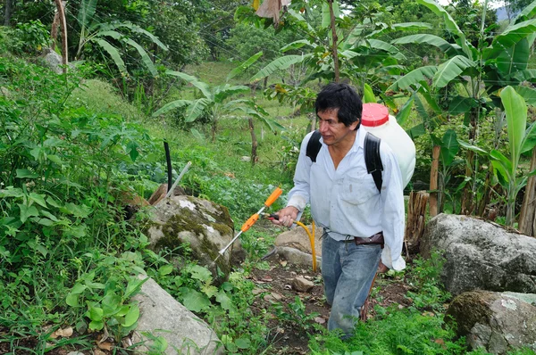 Maracuya plantation fumigating — Stock Photo, Image