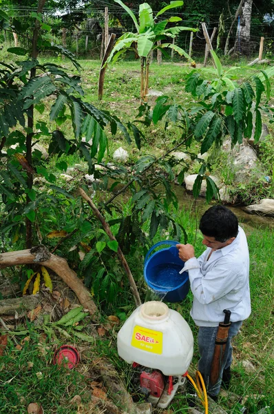 Plantación de Maracuya fumigando — Foto de Stock