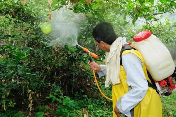 Maracuya fumigação plantação — Fotografia de Stock