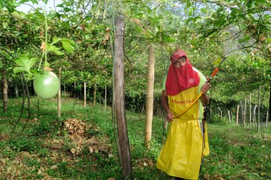 maracuya çiftlik dezenfekte
