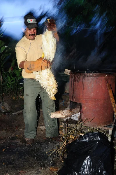 Galinhas de abate — Fotografia de Stock