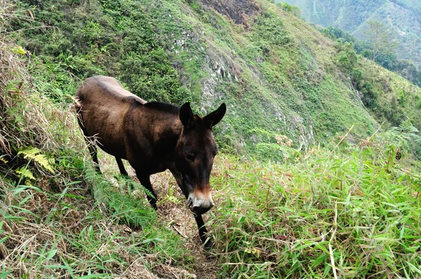 .road мул в Колумбії — стокове фото