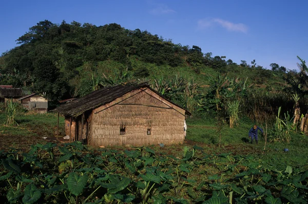 Guinea ecuatorial .monte alen Nationaalpark — Stockfoto