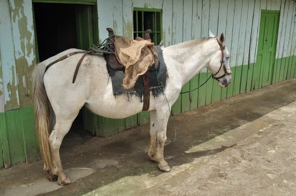 Koń pole pracy w bordones (san agustin). Departamentu huila. Kolumbia — Zdjęcie stockowe