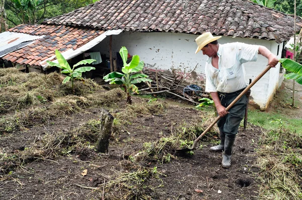 香蕉种植园在圣阿古斯丁-哥伦比亚 — 图库照片