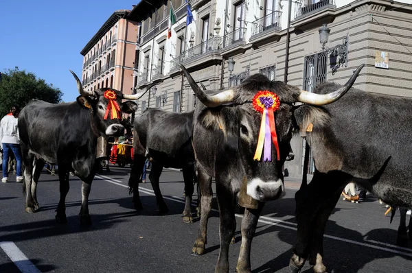 Transumanza a Madrid - Spagna — Foto Stock