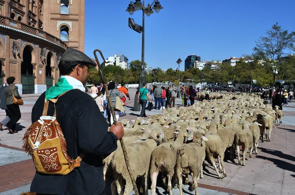 Transhumance in Madrid - Spain — Stock Photo, Image