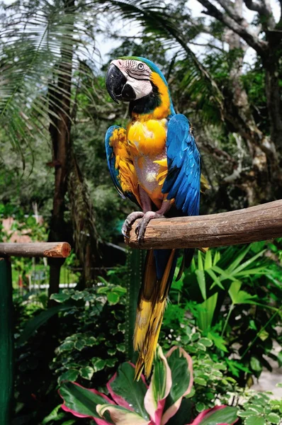 Iquitos - Perù — Foto Stock