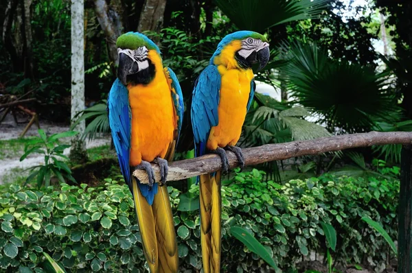 Iquitos - Peru — Stock Photo, Image